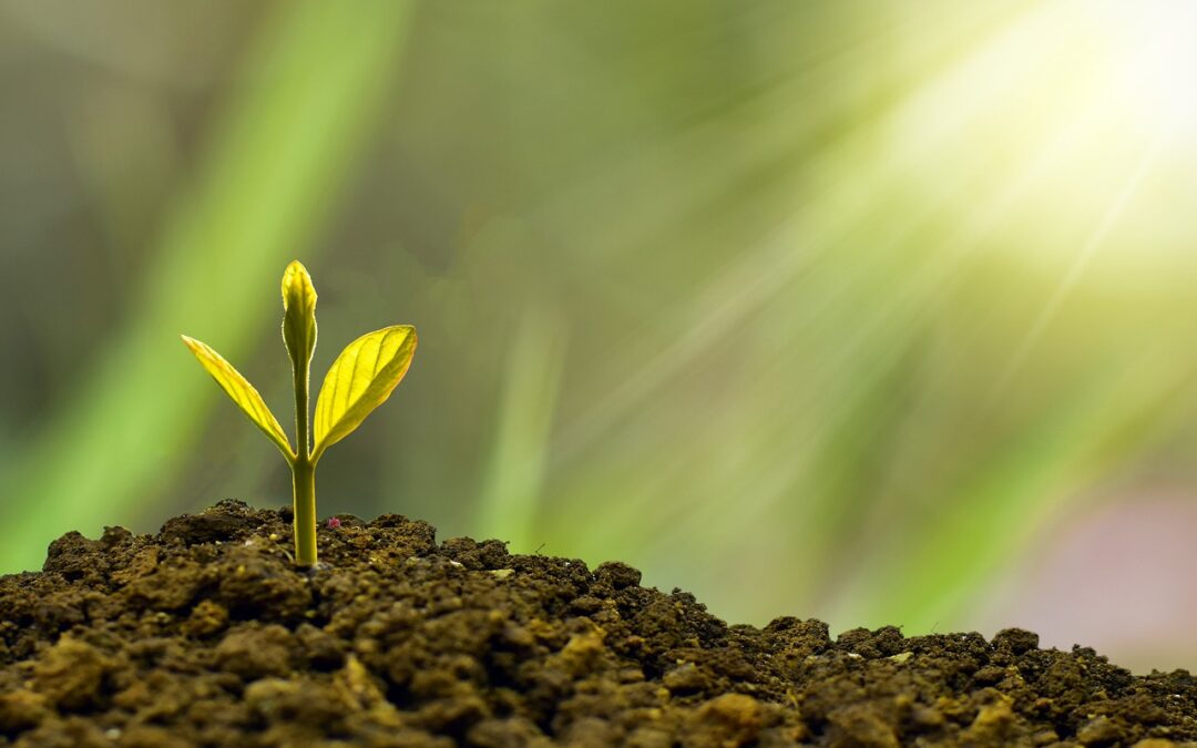 seed growing manifestation